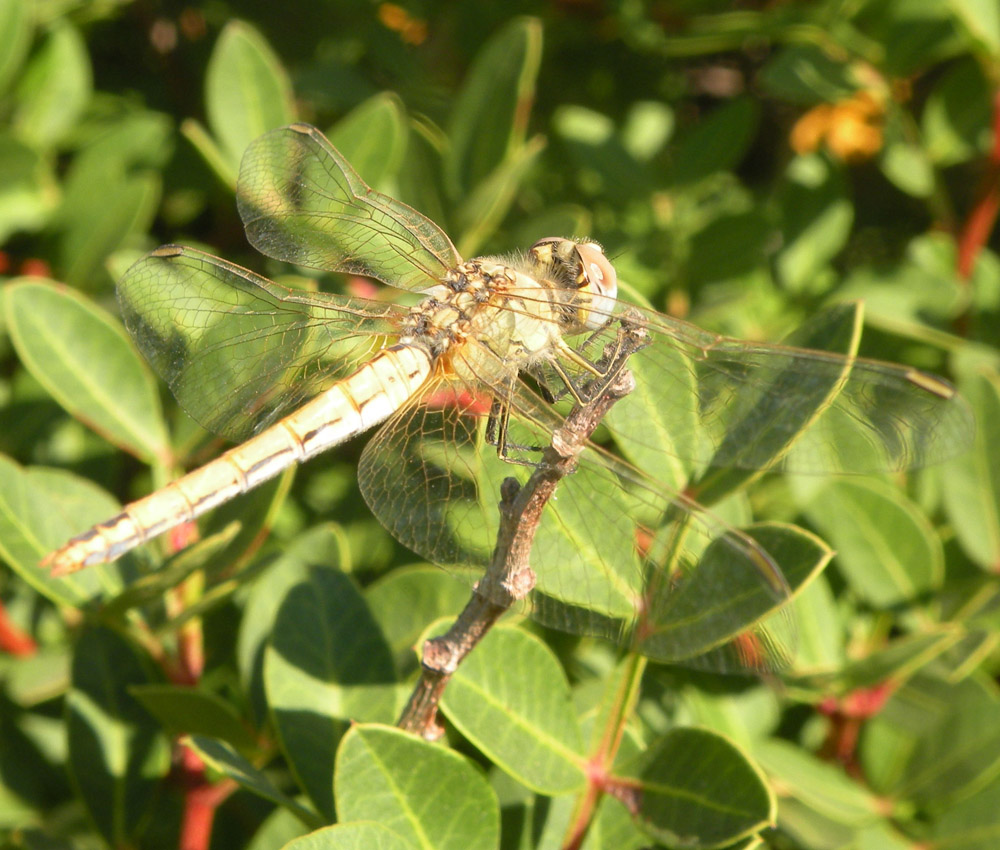 Libellula dalla Turchia: Sympetrum fonscolombii